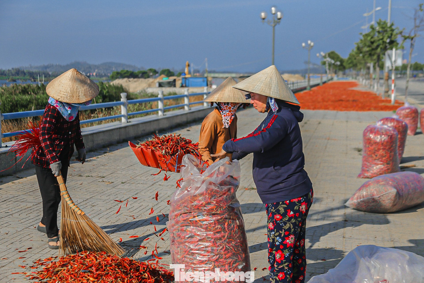 Giá chạm đáy, nhiều hộ trồng ớt sau khi thu hoạch xong lựa chọn phương án đem phơi. Biết là tiểu thương rất hiếm khi thu mua loại ớt này nhưng vẫn hy vọng bán được một ít để làm sa tế, tương ớt, ớt bột khô.