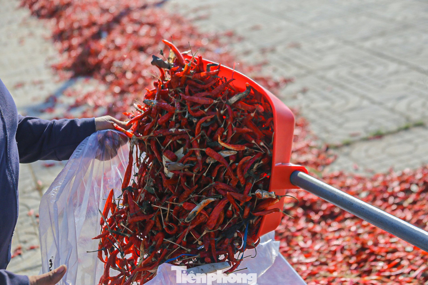 Giá chạm đáy, nhiều hộ trồng ớt sau khi thu hoạch xong lựa chọn phương án đem phơi. Biết là tiểu thương rất hiếm khi thu mua loại ớt này nhưng vẫn hy vọng bán được một ít để làm sa tế, tương ớt, ớt bột khô.