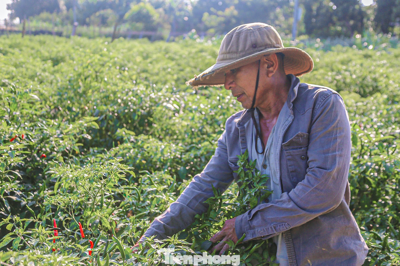 “Năm ngoái xuyên suốt vụ thu hoạch giá ớt rất cao dao động từ 25.000–30.000 đồng/kg, năm nay đầu mùa giá chỉ có 12.000, đến giờ thì chỉ còn 4.000-7.000 đồng/kg. Giá quá thấp, nên năm nay ông không dám thuê người hái ớt như mọi năm vì không đủ chi phí một ngày công (150.000-200.000 đồng/người) để trả cho người hái”, ông Trí than thở.