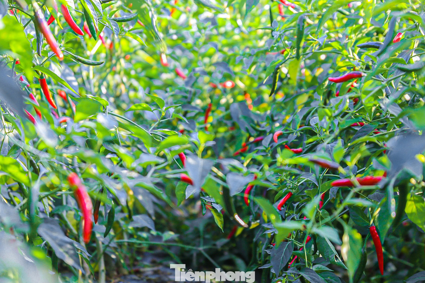 Theo bà con nông dân, năm 2023 ớt được giá nên năm nay bà con tăng diện tích trồng ớt. Năm nay thời tiết thuận lợi ớt được mùa năng suất rất cao. Niềm vui được mùa chưa kịp hưởng thì người trồng ớt ở Quảng Ngãi đã phải nếm trái đắng vì nỗi lo thua lỗ.