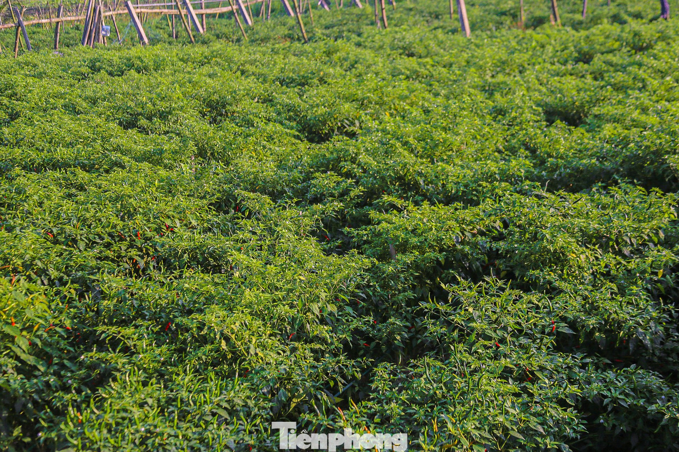 Vụ đông xuân năm 2023-2024, toàn tỉnh Quảng Ngãi trồng khoảng 1.430 ha ớt, tập trung nhiều nhất ở huyện Bình Sơn, TP. Quảng Ngãi. Đây cũng là một là trong những địa phương có diện tích trồng ớt lớn nhất cả nước.