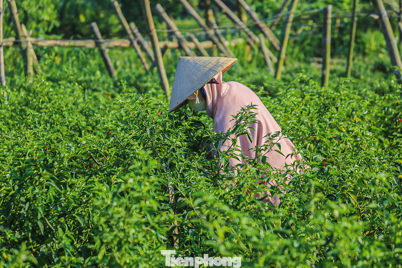 Hiện nông dân Quảng Ngãi đang bắt đầu vào mùa thu hoạch, tuy nhiên giá ớt liên tục tụt dốc, ớt chỉ thiên 7.000 đồng/kg, ớt chỉ địa (trái dài, to, ít cay) 4.000-5.000 đồng/kg, khiến hàng trăm hộ nông dân thấp thỏm lo âu…