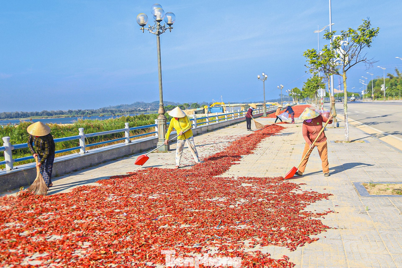 Nếu thời tiết thuận lợi, giá cả ổn định vụ thu hoạch ớt sẽ kéo dài đến tháng 5, tháng 6. Tuy nhiên với tình hình hiện tại nhiều khả năng người dân phải phá bỏ để chuyển sang trồng rau màu. “Dự định thu hoạch xong lứa này thay vì đầu tư phân bón, chăm sóc để thu hoạch các lứa tiếp theo, gia đình tôi phá bỏ ruộng ớt để trồng mướp, chứ giá như hiện nay hái chỉ thêm tốn công…”, ông Nguyễn Mình (trú xã Nghĩa Dũng, TP. Quảng Ngãi) buồn rầu nói.