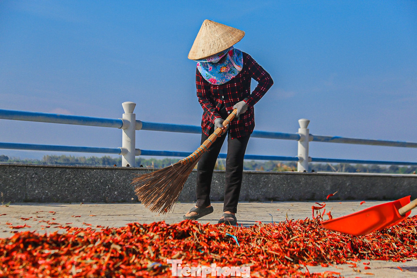 Giá chạm đáy, nhiều hộ trồng ớt sau khi thu hoạch xong lựa chọn phương án đem phơi. Biết là tiểu thương rất hiếm khi thu mua loại ớt này nhưng vẫn hy vọng bán được một ít để làm sa tế, tương ớt, ớt bột khô.