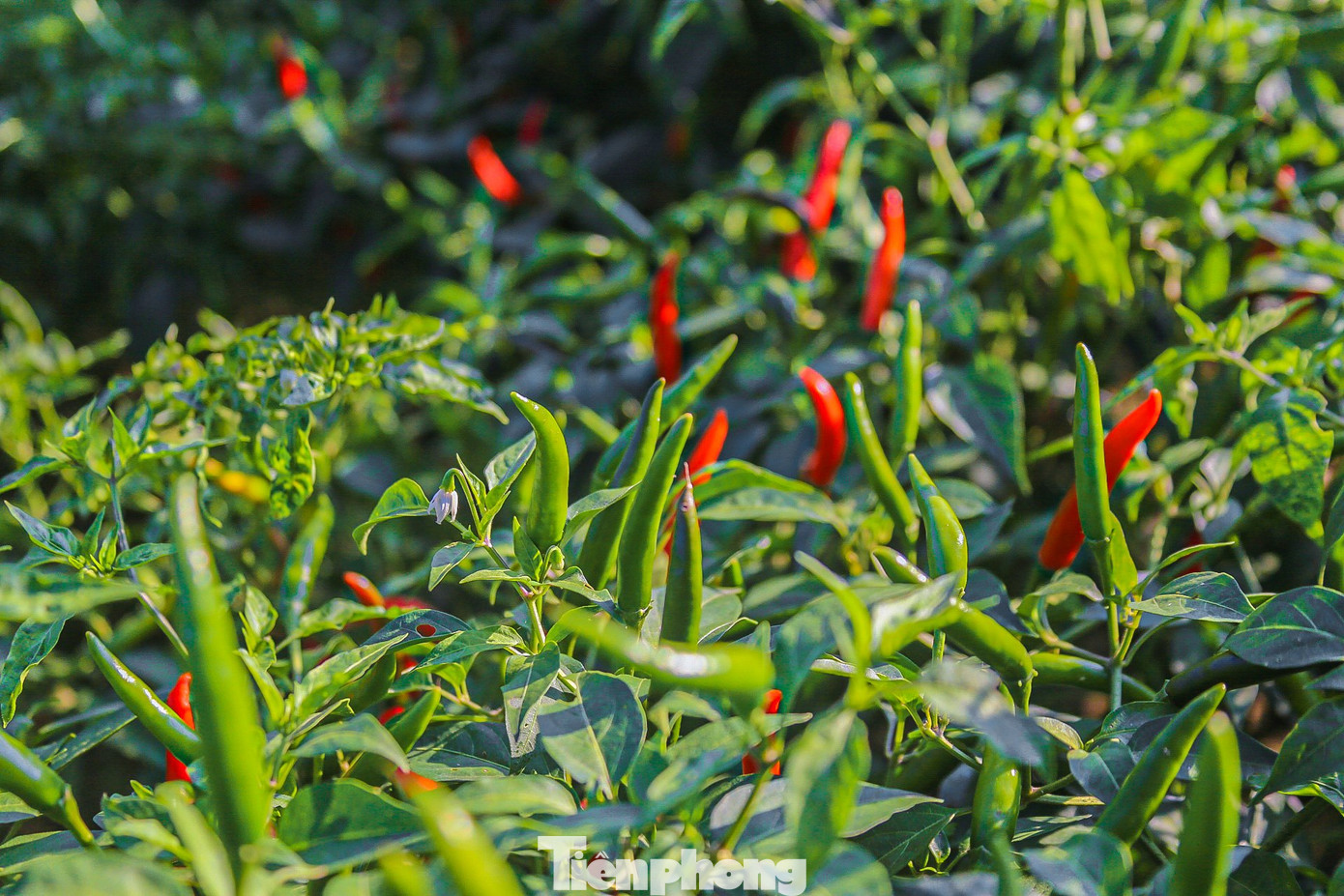 “Năm ngoái xuyên suốt vụ thu hoạch giá ớt rất cao dao động từ 25.000–30.000 đồng/kg, năm nay đầu mùa giá chỉ có 12.000, đến giờ thì chỉ còn 4.000-7.000 đồng/kg. Giá quá thấp, nên năm nay ông không dám thuê người hái ớt như mọi năm vì không đủ chi phí một ngày công (150.000-200.000 đồng/người) để trả cho người hái”, ông Trí than thở.