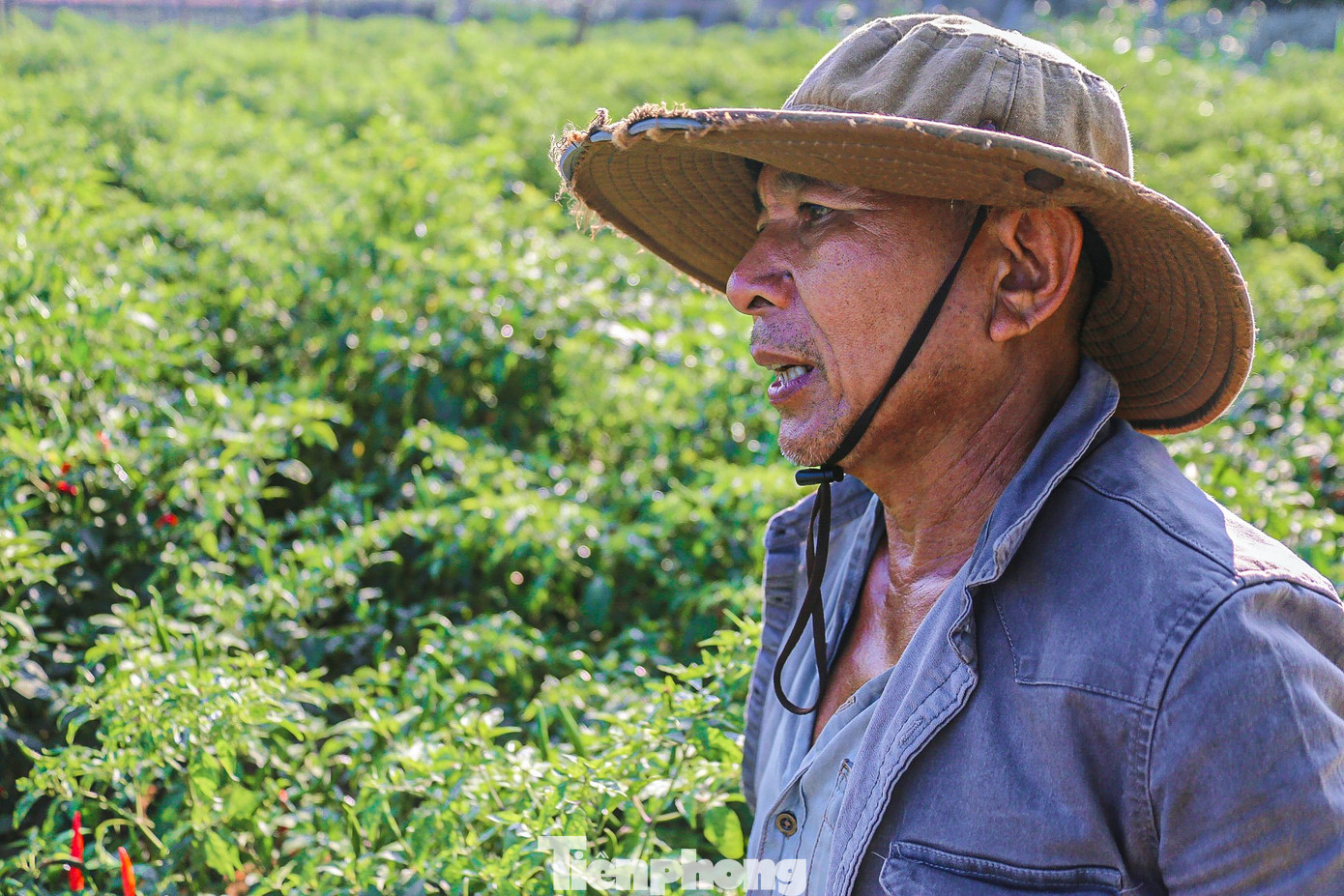 Từ trước đến nay, đầu ra của ớt trồng tại Quảng Ngãi dường như lệ thuộc hoàn toàn vào thị trường Trung Quốc. Năm nào thị trường Trung Quốc có nhu cầu tiêu thụ mạnh, giá ớt tăng đột biến. Ngược lại, thị trường này “quay lưng” thì nông dân trồng ớt ở Quảng Ngãi lại bị thua lỗ nặng.