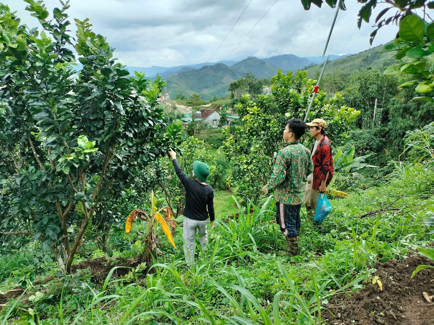 Nhiều mô hình đã và đang giúp nhiều hộ dân miền núi Quảng Ngãi thoát nghèo bền vững. Nhiều mô hình đã và đang giúp nhiều hộ dân miền núi Quảng Ngãi thoát nghèo bền vững.