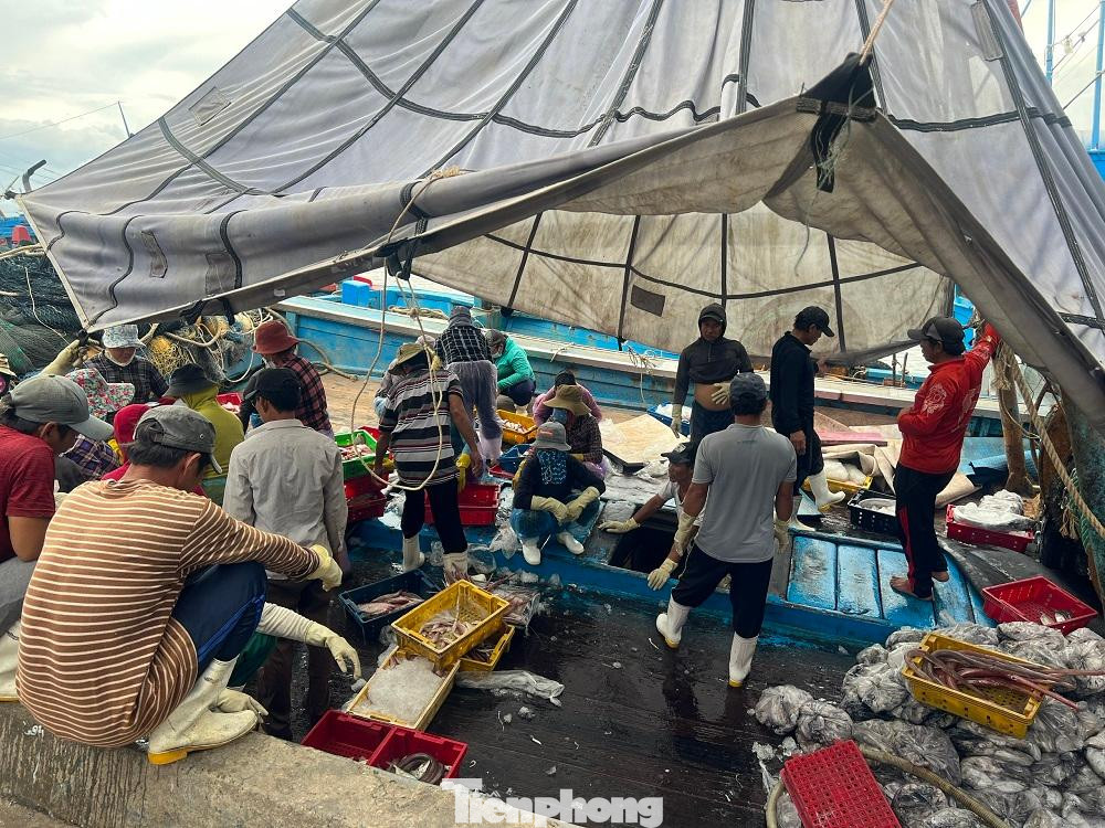 Tại cảng cá Tịnh Hòa (xã Tịnh Hòa), Tịnh Kỳ (xã Tịnh Kỳ) TP Quảng Ngãi tấp nập tàu cá vào bờ bán hải sản. Tại cảng cá Tịnh Hòa (xã Tịnh Hòa), Tịnh Kỳ (xã Tịnh Kỳ) TP Quảng Ngãi tấp nập tàu cá vào bờ bán hải sản.