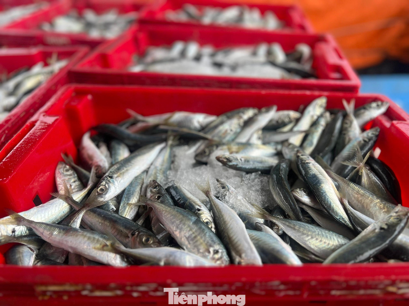 Những giỏ cá tươi rói. Những giỏ cá tươi rói.