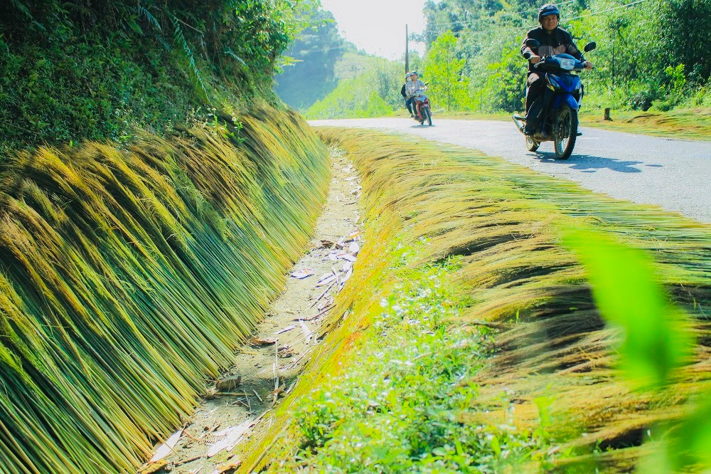 Năm nay, mùa thu hoạch đót muộn hơn những năm trước, nhưng giá được thương lái thu mua 5.000 đồng/kg đót tươi, cao hơn những năm trước nên người dân có nguồn thu nhập đáng kể trang trải những ngày sau Tết.