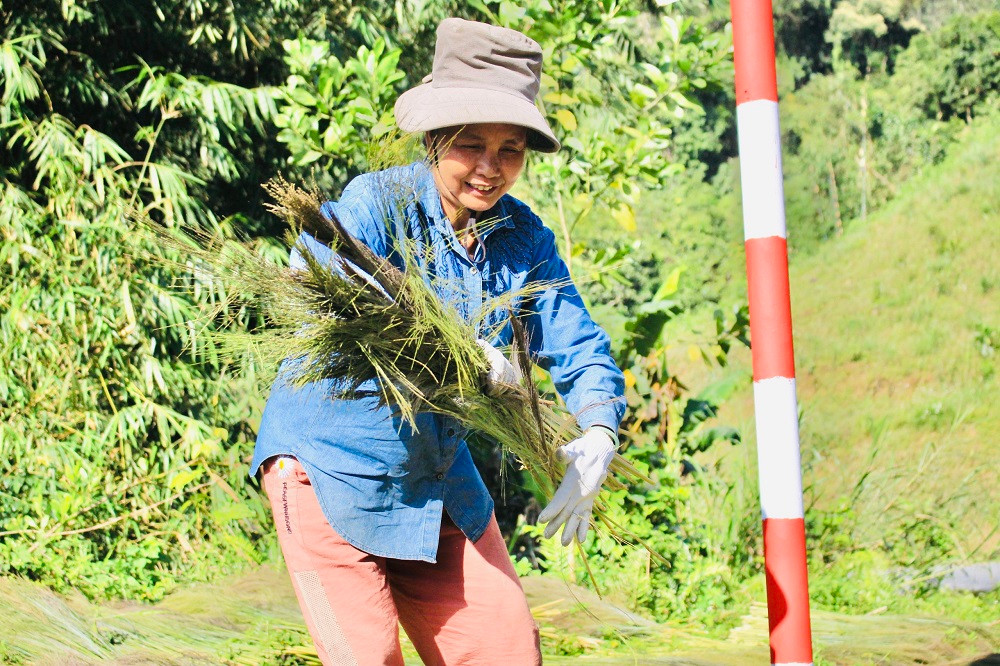 Cây đót có tên khoa học là Thysanolaena latifolia, nhiều vùng ở nước ta còn gọi là cây chít, là một loài thực vật có hoa. Cây đót có nguồn gốc tại Ấn Độ, Myanmar, Thái Lan, Trung Quốc, Việt Nam…
