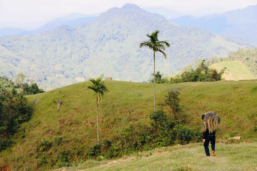 Cây đót rừng thuộc họ lúa, thường mọc trên vùng đất khô ở các vùng núi có độ cao từ 150-2.000m ở các tỉnh Quảng Nam, Quảng Ngãi, Gia Lai, Kon Tum… Cây đót thân xốp rắn, mọc thẳng hoặc hơi xoè, cao đến 3,5m.