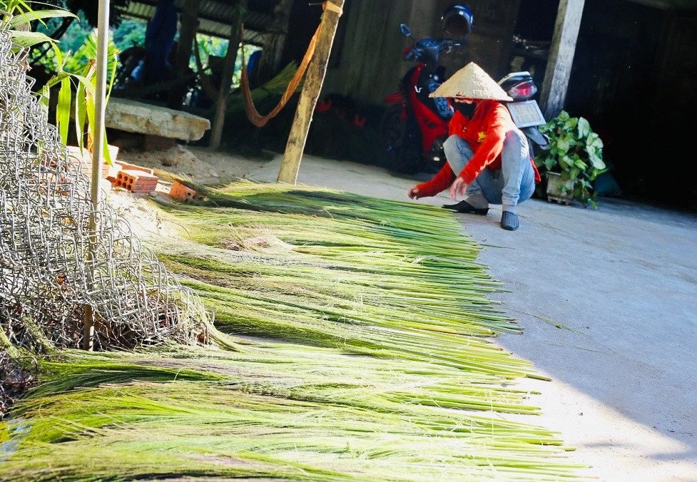 Anh Vũ Luẫn (trú xã Trà Tập, huyện Nam Trà My – người thu mua đót) cho hay, mỗi ngày anh thu mua từ 1-2 tạ đót khô, với giá 21.000 đồng/kg. Sau đó, thương lái sẽ đến điểm tập kết, thu mua chở về làm thành nhiều sản phẩm. “Người dân kiếm từ 50-60kg đót tươi/người/ngày, trời nắng đẹp thì phơi ba ngày, cứ 3kg đót tươi sẽ thành 1kg đót khô, giá 21.000 đồng/kg”, anh Luẫn nhẩm tính.