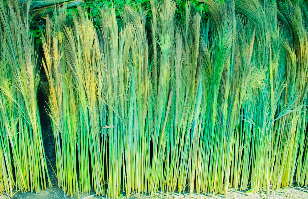 “Hai vợ chồng tôi đi hái đót từ sáng sớm cho đến chiều tối, được khoảng 80kg đót tươi, bán được 400.000 đồng. Với người dân miền núi, khoảng thu nhập này là rất cao, nên ai cũng xem đót như lộc rừng”, ông Nam thổ lộ.