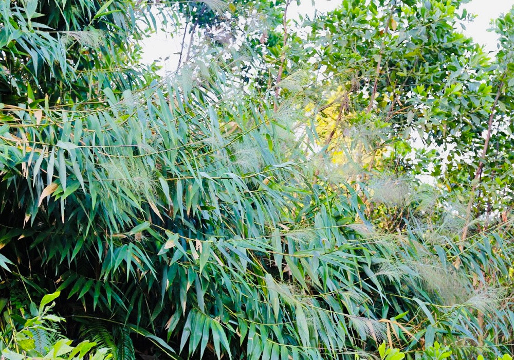 Cây đót rừng thuộc họ lúa, thường mọc trên vùng đất khô ở các vùng núi có độ cao từ 150-2.000m ở các tỉnh Quảng Nam, Quảng Ngãi, Gia Lai, Kon Tum… Cây đót thân xốp rắn, mọc thẳng hoặc hơi xoè, cao đến 3,5m.