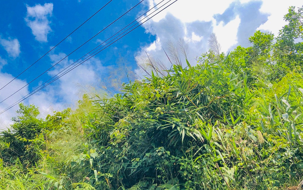 Còn tại tỉnh Quảng Nam, dọc các con đường từ miền xuôi lên các huyện miền núi Nam Trà My, Bắc Trà My…nơi đâu cũng thấy người người, nhà nhà phơi đót. Giữa màu xanh của đại ngàn, nhìn đâu cũng thấy đót trổ bông.