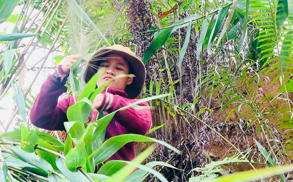 Sau Tết Nguyên đán Quý Mão 2023, đến hết tháng 2 âm lịch, người dân ở các huyện miền núi Sơn Tây, Trà Bồng, Sơn Hà (tỉnh Quảng Ngãi) và Nam Trà My, Bắc Trà My (tỉnh Quảng Nam) lại rủ nhau lên núi săn “lộc rừng”.