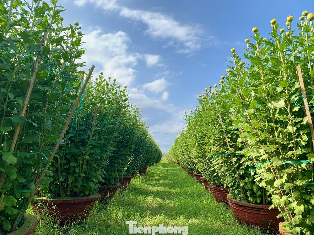 Dù giá cả vật tư, phân bón... cao nhưng bù lại hoa được giá, bán nhanh nên nông dân rất phấn khởi.