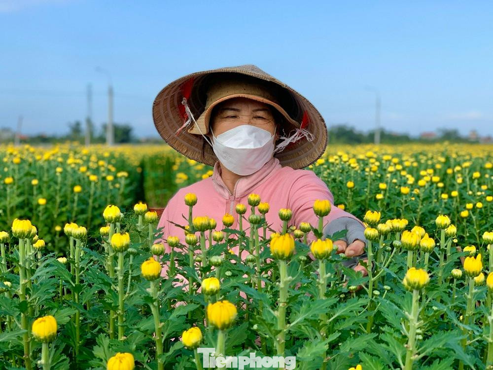 Khắp nơi ở thủ phủ hoa cúc được nhuộm một màu vàng rực.