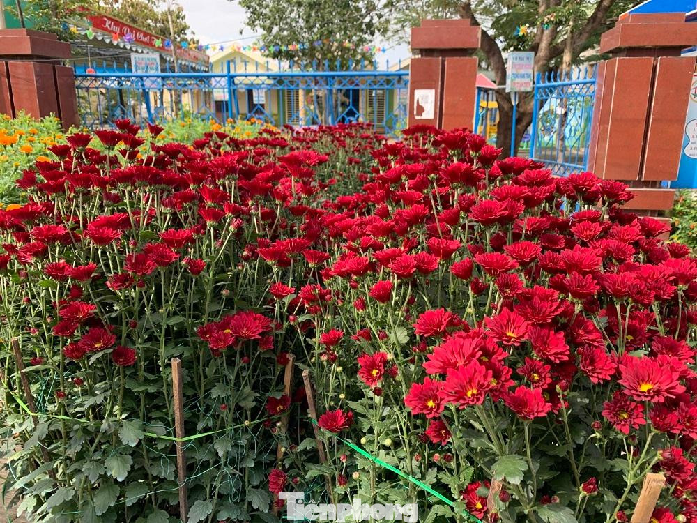 Một số loại hoa Tết được trồng ở xã Nghĩa Hiệp.