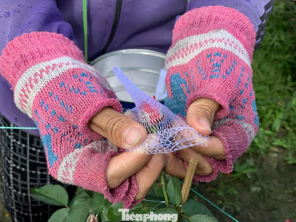 Người dân bọc lưới cho những nụ hoa hồng, trước khi xuất bán.