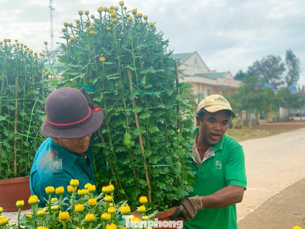 Tùy vào kích cỡ mỗi chậu hoa cúc có giá bán tại vườn từ 120 - 200 nghìn đồng. Sau khi trừ chi phí, người trồng hoa thu có thể lãi từ 30 – 40% giá bán mỗi chậu.