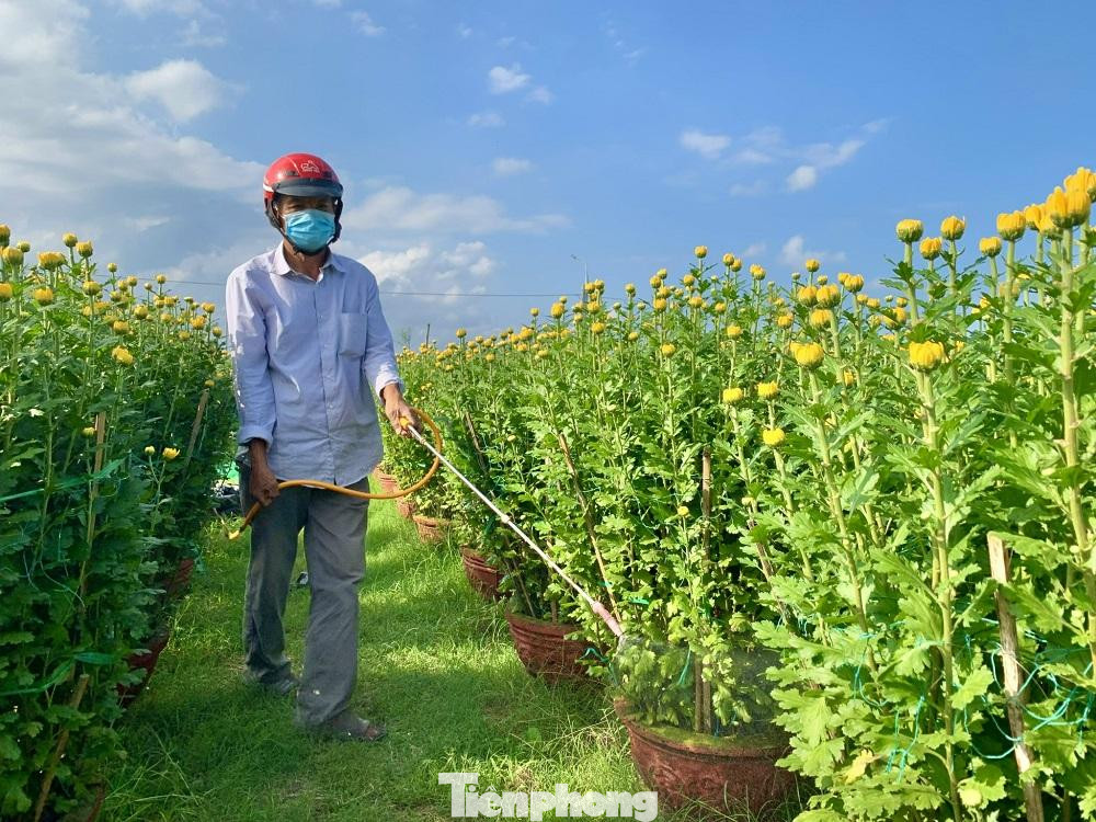 Một số hộ trồng cúc phải đến vườn từ sáng sớm đến chiều muộn để chuyển hoa cho kịp các đơn hàng lớn.
