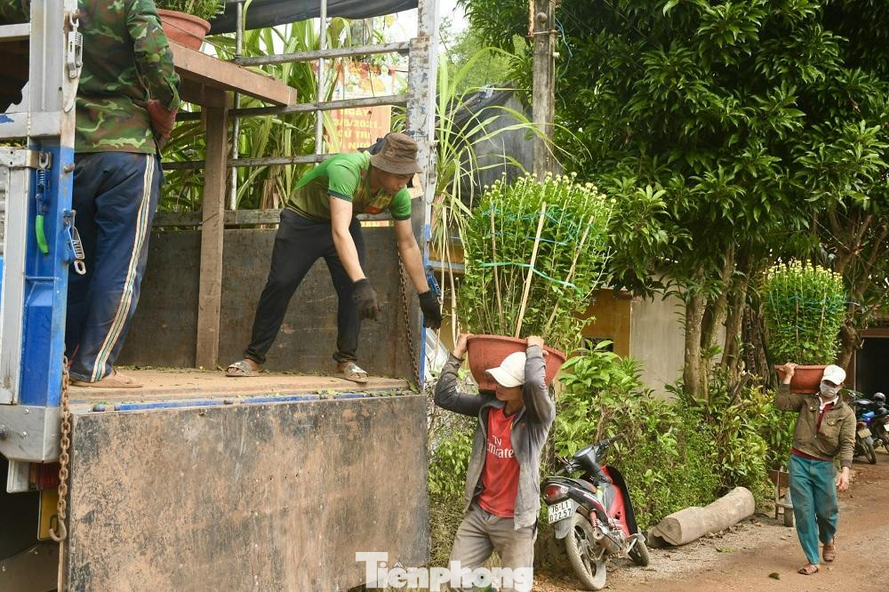 Hoa cúc ở Tư Nghĩa được chuyển đi khắp các tỉnh miền Trung như Huế, Quảng Nam, Bình Định,… và các tỉnh ở Tây Nguyên.