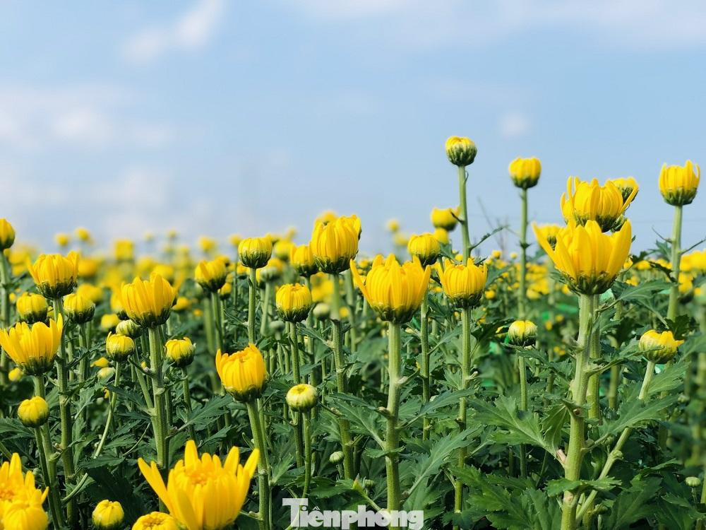 Xã Nghĩa Mỹ, Nghĩa Hiệp (huyện Tư Nghĩa, tỉnh Quảng Ngãi) được xem là vựa hoa cúc của miền Trung.