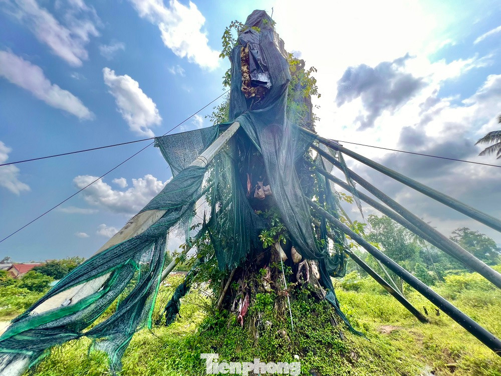 Cây đa đang phát triển mạnh, những cành lá đã mọc xanh. Cây đa đang phát triển mạnh, những cành lá đã mọc xanh.