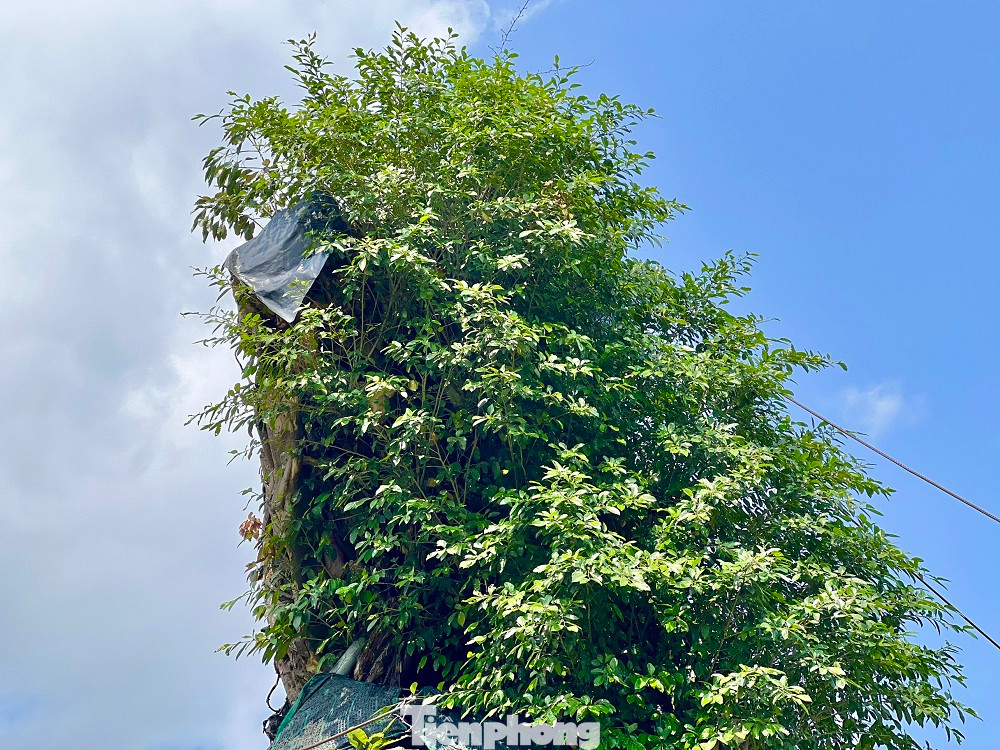 Cụ đa hiện tại Cụ đa hiện tại