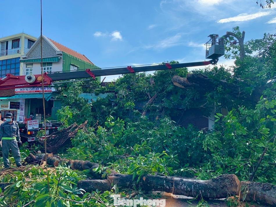 Theo ghi nhận của PV tại hiện trường, cây đa có đường kính khoảng 4 mét, cao hơn 20 mét, tán rộng 30 mét, phủ hết mặt đường khiến giao thông bị ách tắc cục bộ. Ngay sau khi sự việc xảy ra, lực lượng chức năng đã kịp thời có mặt phong tỏa, phân luồng giao thông. Bên cạnh đó, huy động nhiều xe chuyên dụng đến để cắt tỉa, thu dọn hiện trường. Theo ghi nhận của PV tại hiện trường, cây đa có đường kính khoảng 4 mét, cao hơn 20 mét, tán rộng 30 mét, phủ hết mặt đường khiến giao thông bị ách tắc cục bộ. Ngay sau khi sự việc xảy ra, lực lượng chức năng đã kịp thời có mặt phong tỏa, phân luồng giao thông. Bên cạnh đó, huy động nhiều xe chuyên dụng đến để cắt tỉa, thu dọn hiện trường.