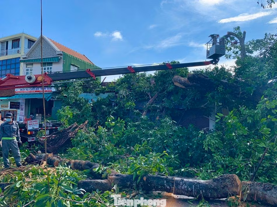Theo ghi nhận của PV tại hiện trường, cây đa có đường kính khoảng 4 mét, cao hơn 20 mét, tán rộng 30 mét, phủ hết mặt đường khiến giao thông bị ách tắc cục bộ. Ngay sau khi sự việc xảy ra, lực lượng chức năng đã kịp thời có mặt phong tỏa, phân luồng giao thông. Bên cạnh đó, huy động nhiều xe chuyên dụng đến để cắt tỉa, thu dọn hiện trường.