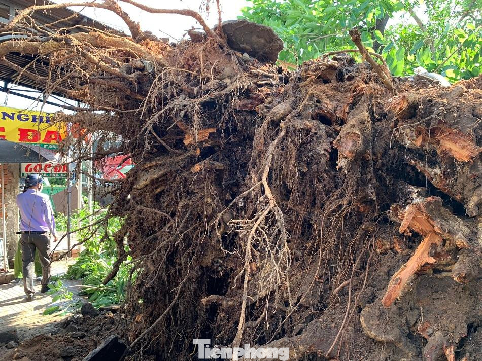 Cây đa hơn 200 năm tuổi bị bật gốc, đè một phụ nữ đi đường tử vong ảnh 1 Cây đa hơn 200 năm tuổi bị bật gốc, đè một phụ nữ đi đường tử vong ảnh 1