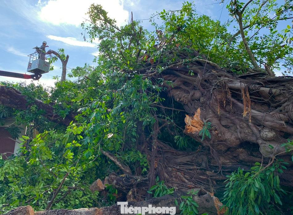 Nạn nhân được xác định là bà Phan Thị Diện (54 tuổi) trú thôn Phong Niên (xã Tịnh Phong, huyện Sơn Tịnh). Thời điểm đó, bà Diện đang trên đường chạy vào chợ Hàng Rượu (phường Trương Quang Trọng) để lấy cá về chợ Bò (xã Tịnh Phong) để bán thì bị cây đè tử vong. Trong ảnh: Gốc cây ngã đổ chắn ngang đường. Nạn nhân được xác định là bà Phan Thị Diện (54 tuổi) trú thôn Phong Niên (xã Tịnh Phong, huyện Sơn Tịnh). Thời điểm đó, bà Diện đang trên đường chạy vào chợ Hàng Rượu (phường Trương Quang Trọng) để lấy cá về chợ Bò (xã Tịnh Phong) để bán thì bị cây đè tử vong. Trong ảnh: Gốc cây ngã đổ chắn ngang đường.