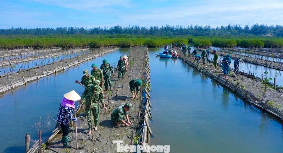 Trong những năm gần đây rừng ngập mặn Bàu Cá Cái là điểm thăm quan du lịch nổi tiếng trong và ngoài tỉnh. Ảnh: Nguyễn Ngọc