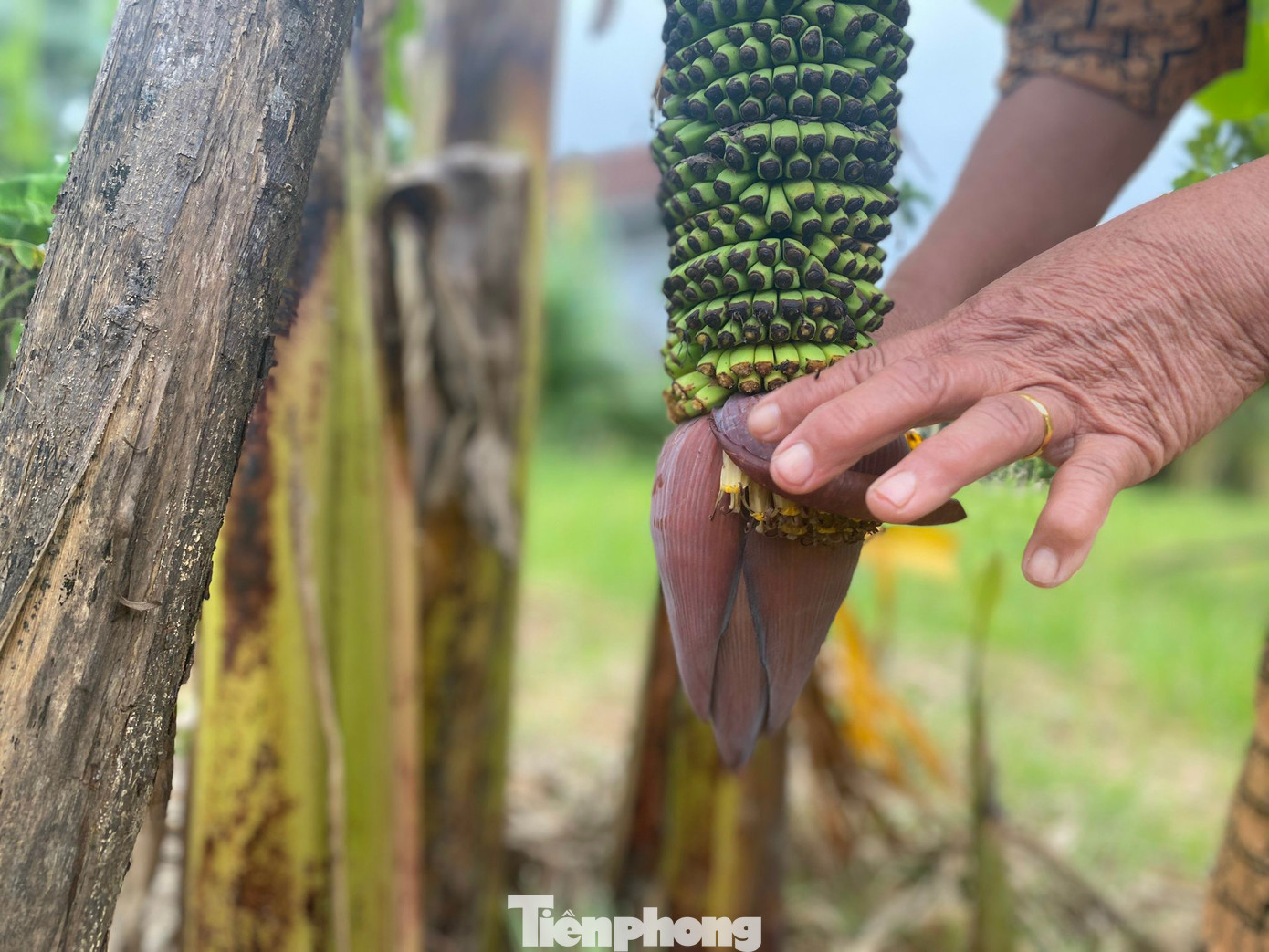 Buồng chuối vẫn tiếp tục trổ và chưa có dấu hiệu dừng lại.