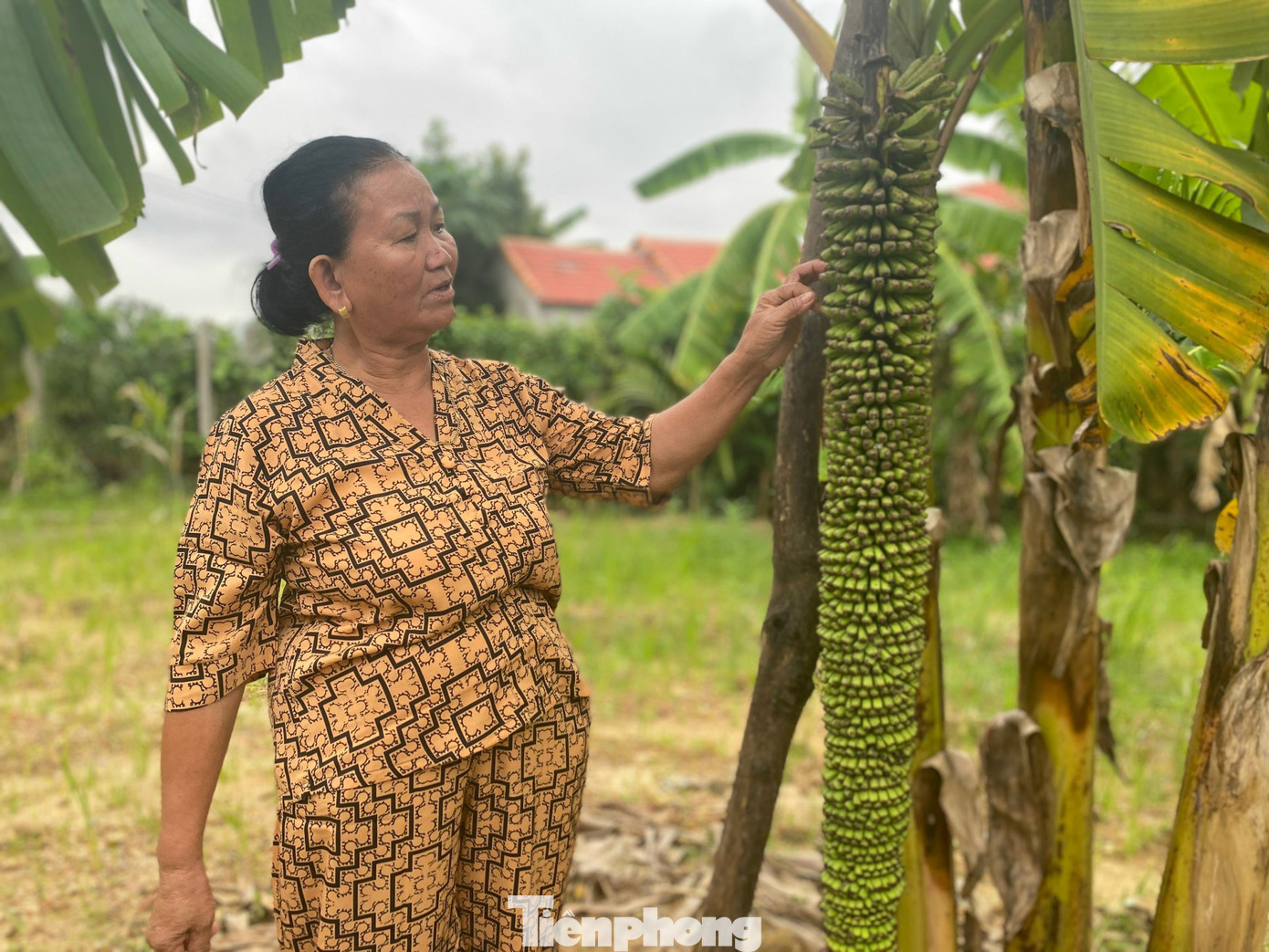 Buồng chuối hơn 100 nải, dài gần 1.5m của gia đình bà Đặng Thị Lan.
