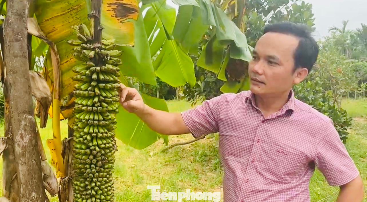 Anh Kiều Tử Trực được thấy tận mắt một buồng chuối “khủng”.