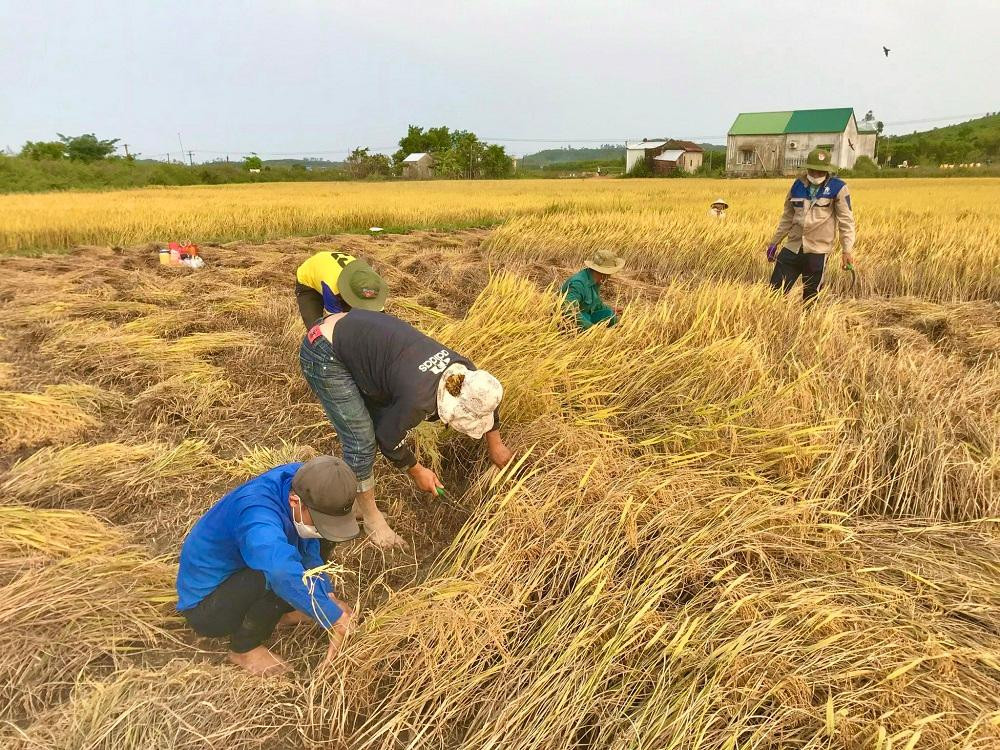 Tại xứ cánh đồng Ao, thôn Phước Luông, xã Đức Hòa, huyện Mộ Đức (Quảng Ngãi) hàng chục ĐVTN đã đội nắng ra đồng giúp người dân thu hoạch lúa đổ ngã, ngập úng.
