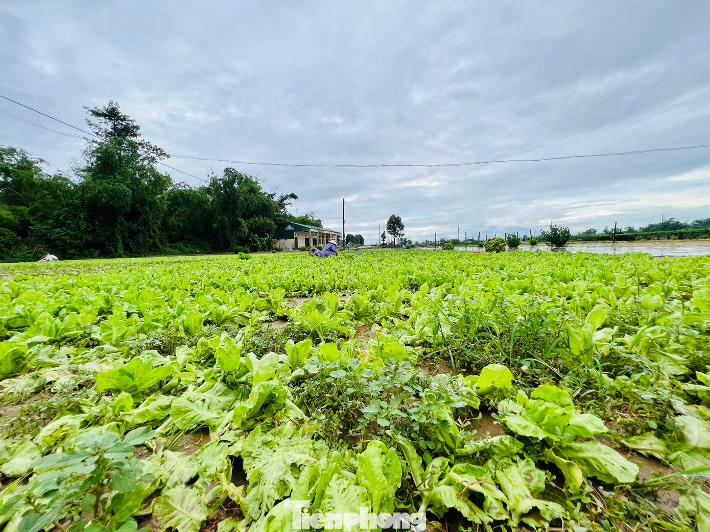 Theo nông dân, thời điểm này các loại rau có giá 10 nghìn đồng/kg. (Ảnh: Nguyễn Ngọc)