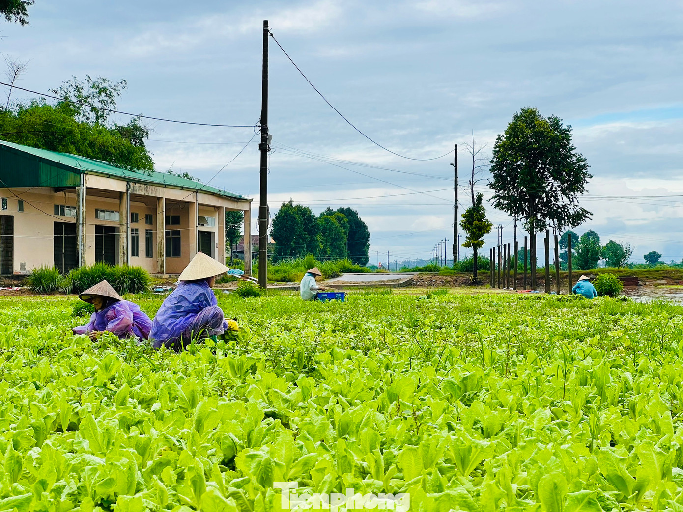 Người dân phải dầm mưa, ngâm mình trong nước để kịp thu hoạch mong vớt vát phần nào thiệt hại. (Ảnh: Nguyễn Ngọc)