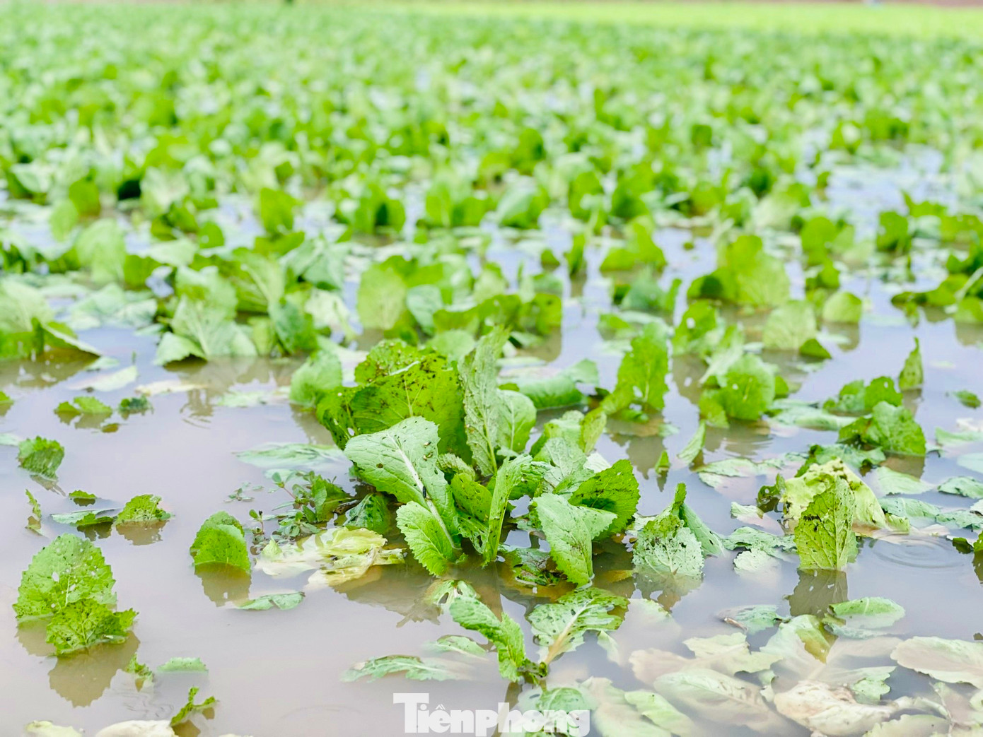 Sau đợt trồng rau trong mùa mưa này, nông dân cho đất nghỉ thời gian để bước vào vụ bận rộn nhất trong dịp cuối năm. (Ảnh: Nguyễn Ngọc)