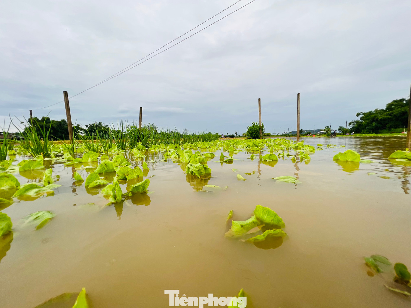 Mưa lớn kéo dài trong 2 ngày qua đã làm nhiều diện tích rau màu ở Quảng Ngãi ngập sâu trong nước. Những luống rau xanh chuẩn bị đến ngày thu hoạch bị nước mưa làm hư hỏng khiến nhiều nông dân đứng trước nguy cơ trắng tay. (Ảnh: Nguyễn Ngọc)