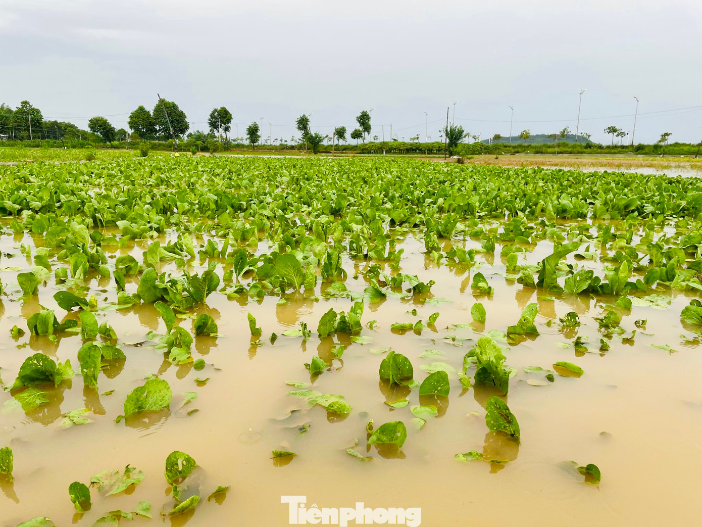 Sau đợt trồng rau trong mùa mưa này, nông dân cho đất nghỉ thời gian để bước vào vụ bận rộn nhất trong dịp cuối năm. (Ảnh: Nguyễn Ngọc)