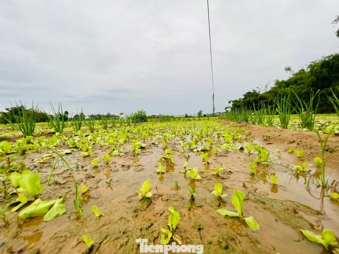 Những diện tích rau mặc dù chưa đến độ thu hoạch cũng được người dân khẩn trương thu hoạch để tránh tình trạng rau bị hỏng, thối do ngập nước. (Ảnh: Nguyễn Ngọc)