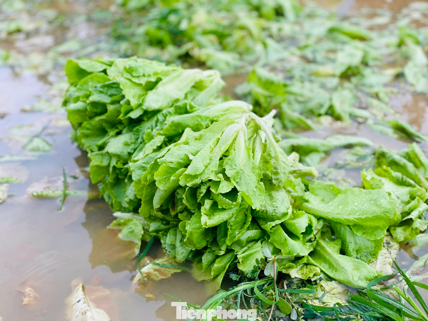 Hiện các hộ trồng rau trên các cánh đồng rau khác trong tỉnh Quảng Ngãi cũng đang tích cực thu hoạch rau để vớt vát lại công cán và tiền vốn đầu tư. (Ảnh: Nguyễn Ngọc)