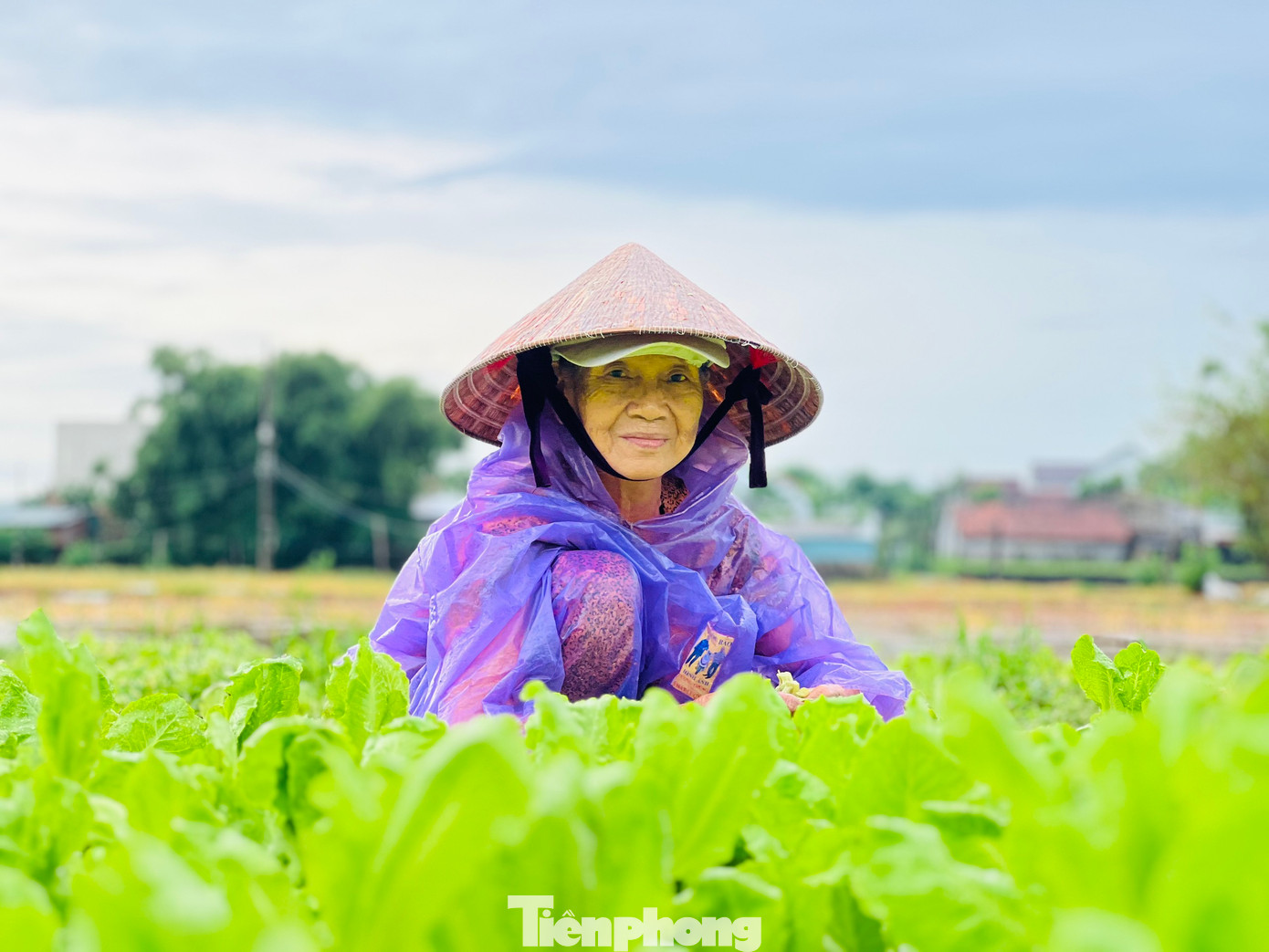 Bà Cao Thị Hải (trú thôn 6, xã Nghĩa Dũng, TP Quảng Ngãi) cho biết, mưa lớn từ tối qua đến nay làm ngập trắng cả ruộng rau, sáng nay tranh thủ trời ngớt mưa cả gia đình ra thu hoạch, vớt vát được chừng nào hay chừng ấy, chứ theo dự báo mưa lớn vẫn còn kéo dài. (Ảnh: Nguyễn Ngọc)