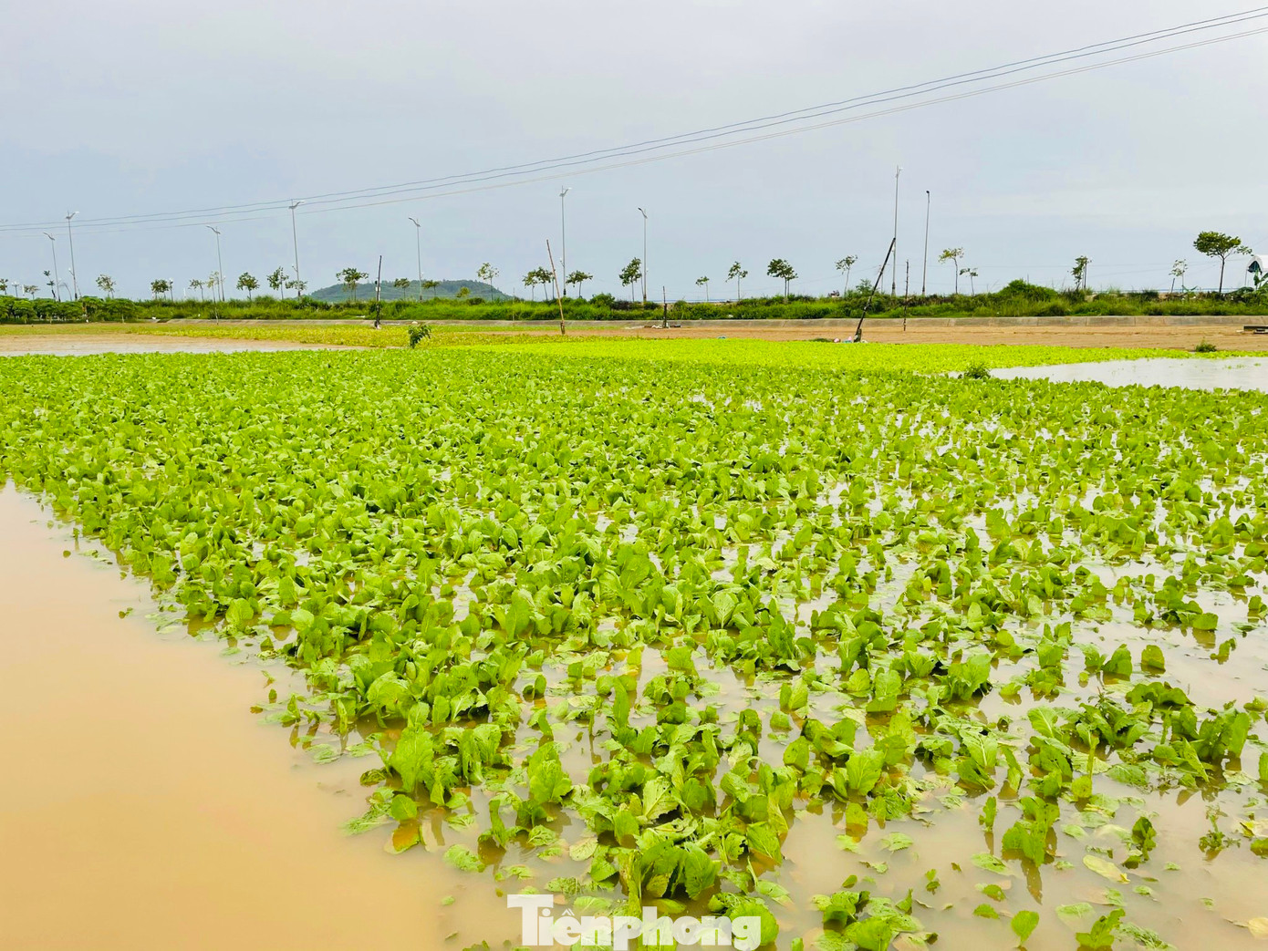 Mưa lớn kéo dài trong 2 ngày qua đã làm nhiều diện tích rau màu ở Quảng Ngãi ngập sâu trong nước. Những luống rau xanh chuẩn bị đến ngày thu hoạch bị nước mưa làm hư hỏng khiến nhiều nông dân đứng trước nguy cơ trắng tay. (Ảnh: Nguyễn Ngọc)
