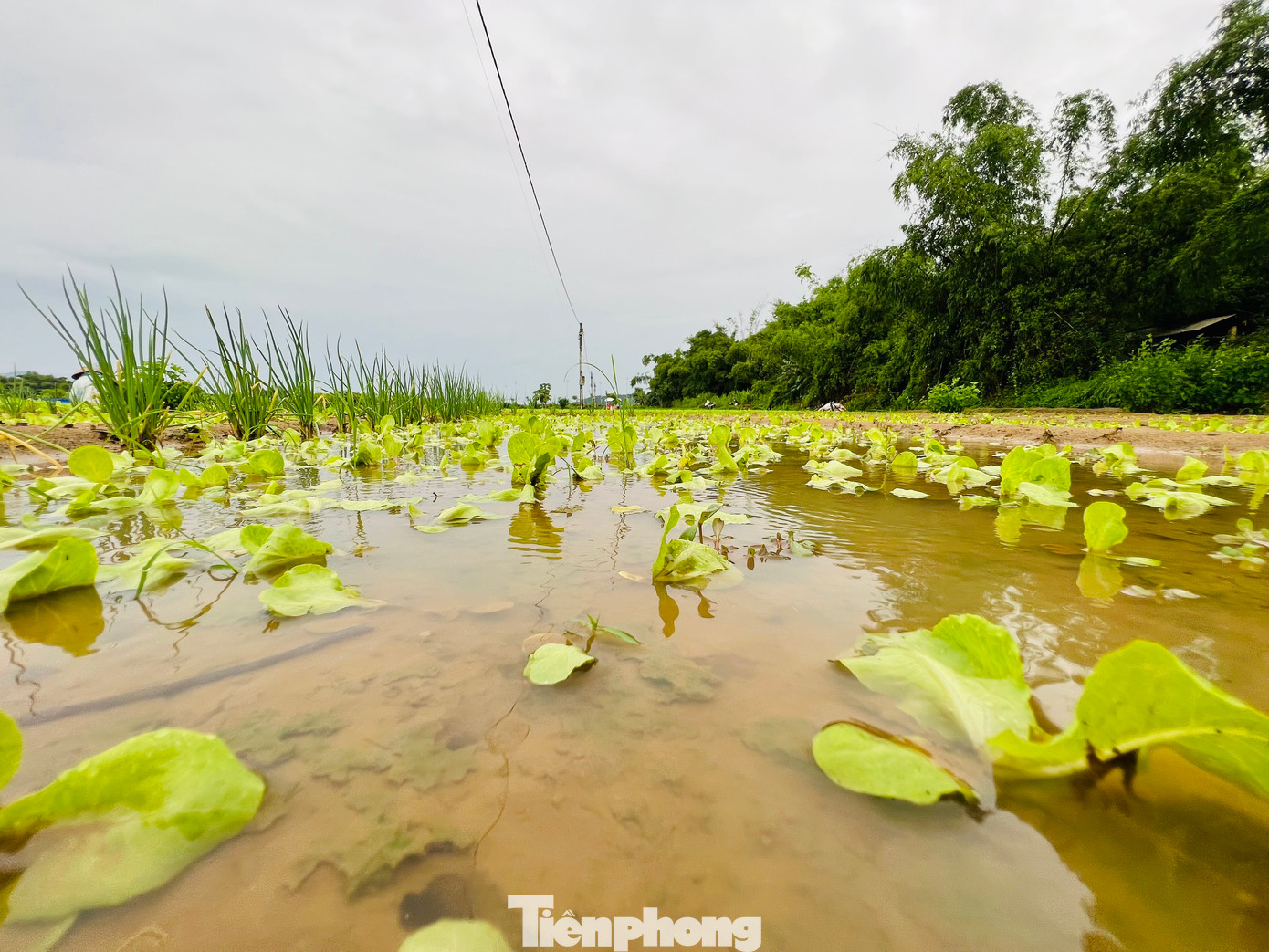 Những diện tích rau mặc dù chưa đến độ thu hoạch cũng được người dân khẩn trương thu hoạch để tránh tình trạng rau bị hỏng, thối do ngập nước. (Ảnh: Nguyễn Ngọc)